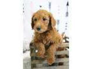 Goldendoodle Puppy for sale in Luana, IA, USA
