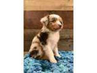 Miniature Australian Shepherd Puppy for sale in Hurricane, UT, USA