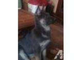 German Shepherd Dog Puppy for sale in MOUNT OLIVE, IL, USA