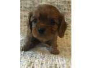 Cavalier King Charles Spaniel Puppy for sale in Jerome, MI, USA