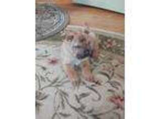 Mutt Puppy for sale in Axton, VA, USA