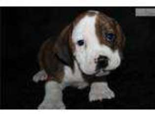 Beabull Puppy for sale in Jonesboro, AR, USA