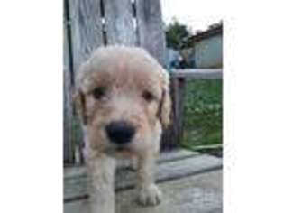 Goldendoodle Puppy for sale in Big Island, VA, USA
