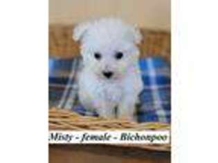 Mutt Puppy for sale in Hopkinsville, KY, USA