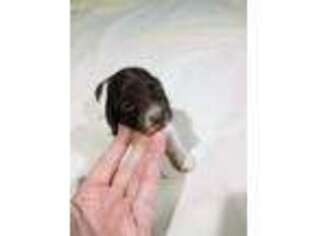 Dachshund Puppy for sale in Leoma, TN, USA