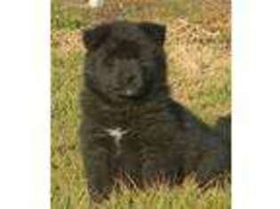 Mutt Puppy for sale in Griswold, IA, USA