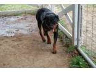 Rottweiler Puppy for sale in Sparta, TN, USA