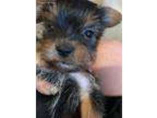 Yorkshire Terrier Puppy for sale in West Columbia, SC, USA