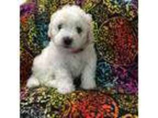 Bichon Frise Puppy for sale in Gap, PA, USA
