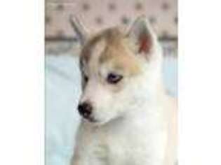 Siberian Husky Puppy for sale in Little Falls, MN, USA