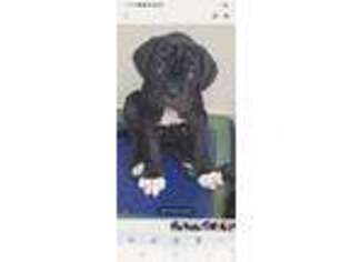 Mastiff Puppy for sale in Eustis, FL, USA