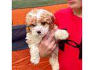 Cavapoo Puppy for sale in Lineville, AL, USA
