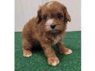 Cavapoo Puppy for sale in Buffalo, MO, USA