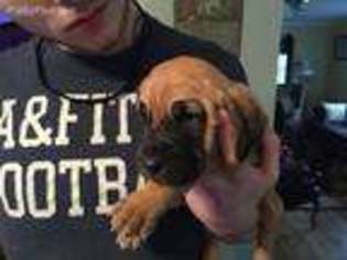 Bloodhound Puppy for sale in Chesterland, OH, USA