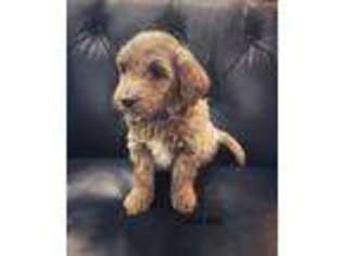Goldendoodle Puppy for sale in Newcastle, OK, USA