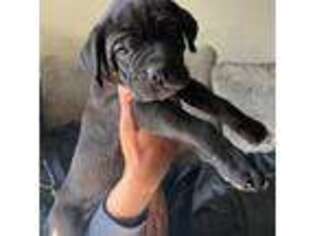 Cane Corso Puppy for sale in Medford, OR, USA