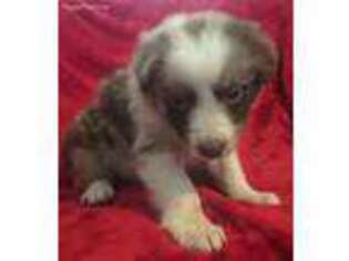 Border Collie Puppy for sale in Krum, TX, USA