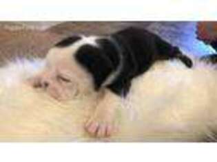 Bulldog Puppy for sale in Prosser, WA, USA