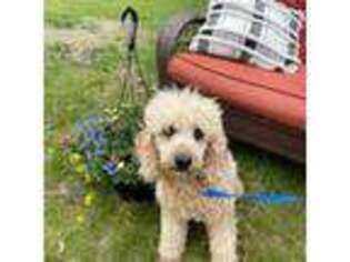 Mutt Puppy for sale in Scarborough, ME, USA