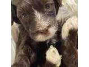 Portuguese Water Dog Puppy for sale in Woodstock, GA, USA