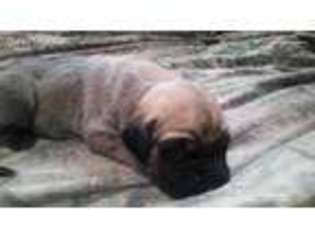 Mastiff Puppy for sale in Stanley, NY, USA