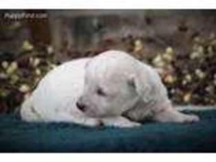 Bichon Frise Puppy for sale in Mount Vernon, IL, USA