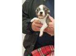 Boston Terrier Puppy for sale in Ellsinore, MO, USA
