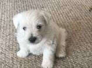 West Highland White Terrier Puppy for sale in Sandia Park, NM, USA