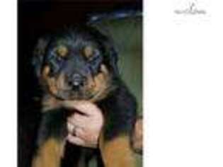 Rottweiler Puppy for sale in Pittsburgh, PA, USA