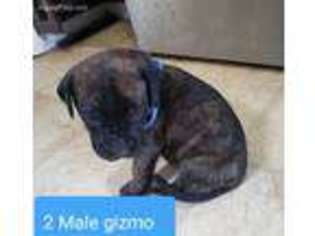 Mastiff Puppy for sale in Mount Vernon, WA, USA