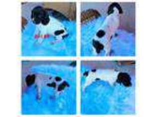German Shorthaired Pointer Puppy for sale in Waco, TX, USA