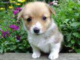 Pembroke Welsh Corgi Puppy for sale in Meadow Bridge, WV, USA