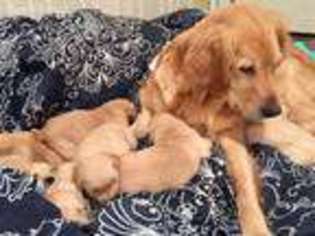 Golden Retriever Puppy for sale in Madison, MS, USA