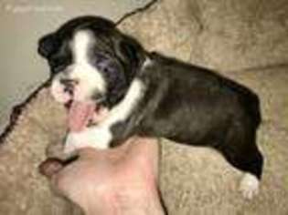 Boston Terrier Puppy for sale in Montgomery, TX, USA