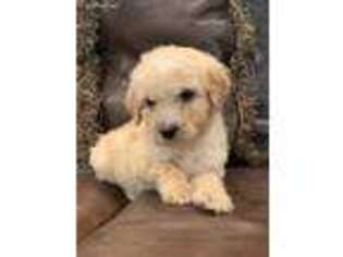 Goldendoodle Puppy for sale in Batesville, AR, USA