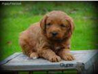 Labradoodle Puppy for sale in Squaw Valley, CA, USA