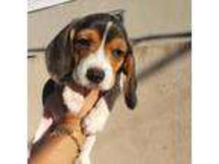 Beagle Puppy for sale in South Gate, CA, USA