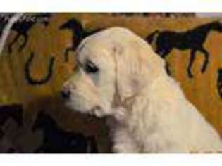 Golden Retriever Puppy for sale in Fairfield, MT, USA