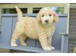 Goldendoodle Puppy for sale in Cleveland, OH, USA