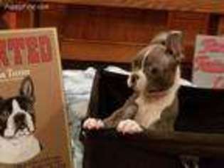Boston Terrier Puppy for sale in Fidelity, IL, USA