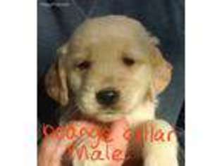 Golden Retriever Puppy for sale in Munger, MI, USA