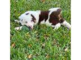 Border Collie Puppy for sale in Homestead, FL, USA