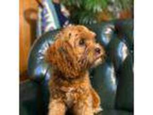 Cavapoo Puppy for sale in Murfreesboro, AR, USA