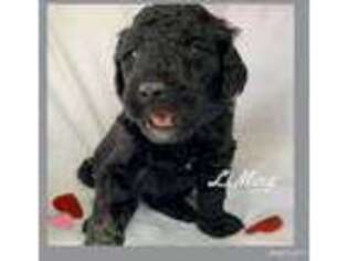Goldendoodle Puppy for sale in Hampstead, MD, USA