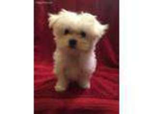 Maltese Puppy for sale in Orange City, IA, USA