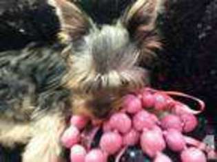 Yorkshire Terrier Puppy for sale in CANYON LAKE, TX, USA