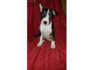 Bull Terrier Puppy for sale in Hellertown, PA, USA