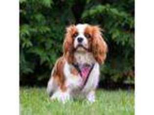 Cavalier King Charles Spaniel Puppy for sale in Crystal, MI, USA