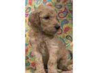 Goldendoodle Puppy for sale in Idalou, TX, USA