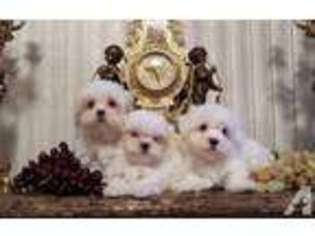 Maltese Puppy for sale in VAN NUYS, CA, USA